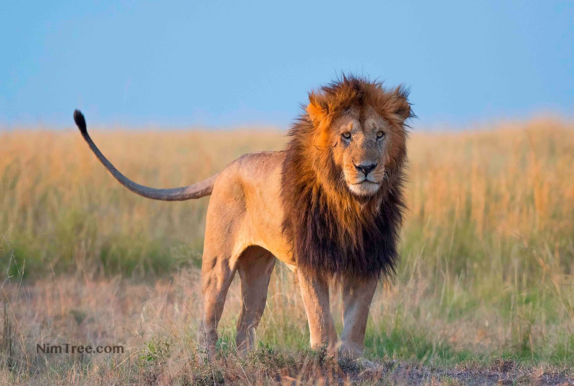 Masai Mara Photography Safaris