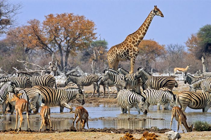 Namibian wildlife photo Tours