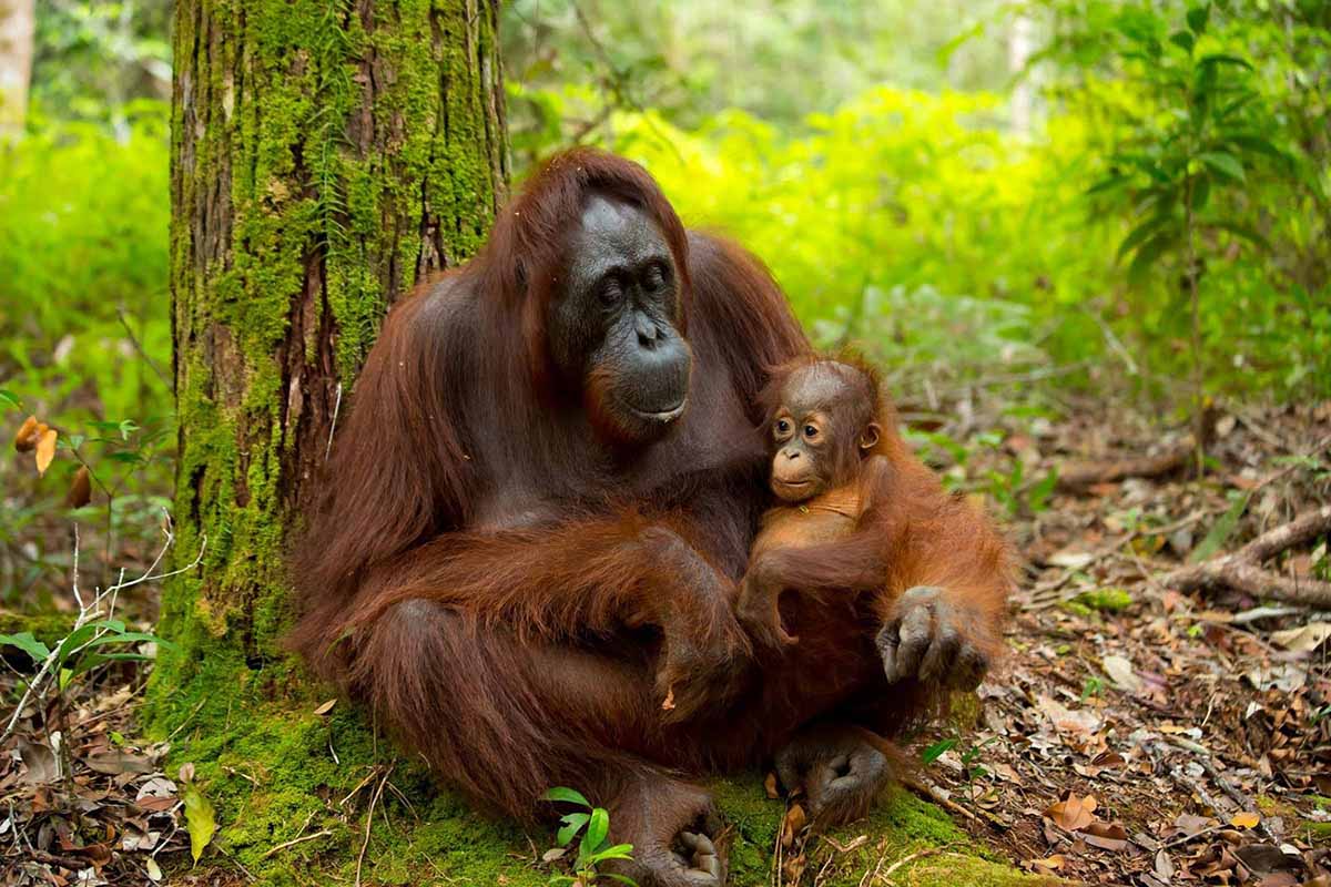 Orangutan Photo Tours