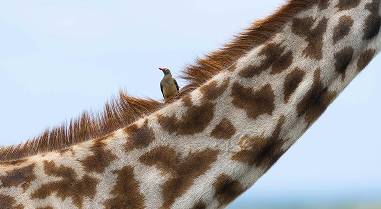 Masai Mara Photo Safaris